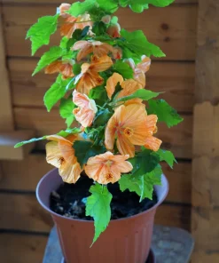 30 Mixed Colors Flowering Maple Abutilon Hybridum Chinese Bell Flower Tree Seeds - Image 10