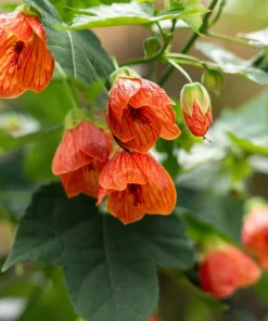30 Mixed Colors Flowering Maple Abutilon Hybridum Chinese Bell Flower Tree Seeds - Image 11
