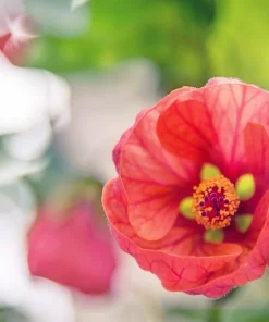 30 Mixed Colors Flowering Maple Abutilon Hybridum Chinese Bell Flower Tree Seeds - Image 12