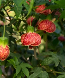30 Mixed Colors Flowering Maple Abutilon Hybridum Chinese Bell Flower Tree Seeds - Image 13