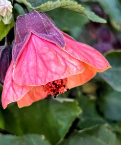 30 Mixed Colors Flowering Maple Abutilon Hybridum Chinese Bell Flower Tree Seeds - Image 14