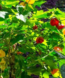 30 Mixed Colors Flowering Maple Abutilon Hybridum Chinese Bell Flower Tree Seeds - Image 2
