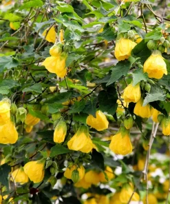 30 Mixed Colors Flowering Maple Abutilon Hybridum Chinese Bell Flower Tree Seeds - Image 3