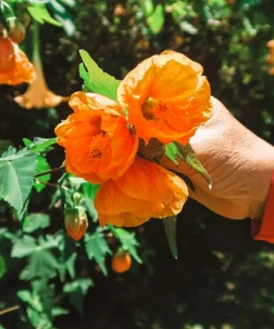30 Mixed Colors Flowering Maple Abutilon Hybridum Chinese Bell Flower Tree Seeds - Image 4