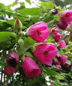30 Mixed Colors Flowering Maple Abutilon Hybridum Chinese Bell Flower Tree Seeds - Image 5