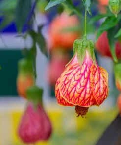 30 Mixed Colors Flowering Maple Abutilon Hybridum Chinese Bell Flower Tree Seeds - Image 6