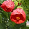 30 Mixed Colors Flowering Maple Abutilon Hybridum Chinese Bell Flower Tree Seeds - Image 1