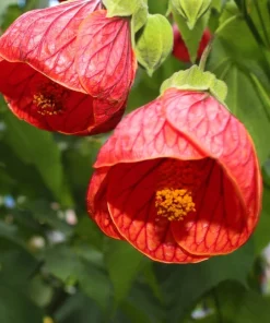 30 Mixed Colors Flowering Maple Abutilon Hybridum Chinese Bell Flower Tree Seeds - Image 1