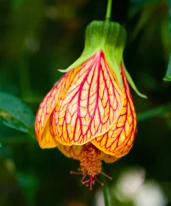 30 Mixed Colors Flowering Maple Abutilon Hybridum Chinese Bell Flower Tree Seeds - Image 7