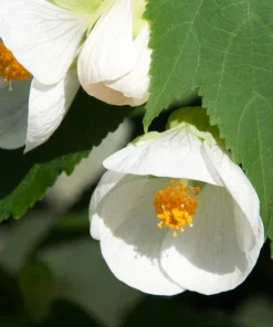 30 Mixed Colors Flowering Maple Abutilon Hybridum Chinese Bell Flower Tree Seeds - Image 8