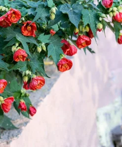 30 Mixed Colors Flowering Maple Abutilon Hybridum Chinese Bell Flower Tree Seeds - Image 9