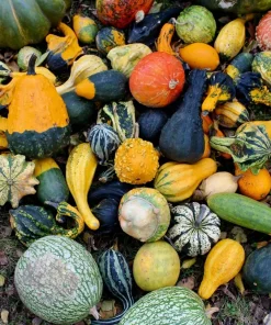 30 Mixed Gourd Seeds - Lagenaria Siceraria - Craft & Ornamental - Image 10