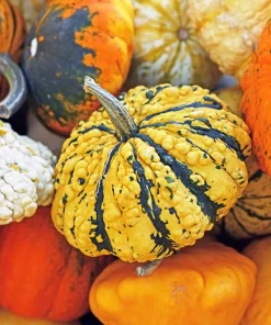 30 Mixed Gourd Seeds - Lagenaria Siceraria - Craft & Ornamental - Image 11