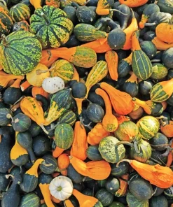 30 Mixed Gourd Seeds - Lagenaria Siceraria - Craft & Ornamental - Image 4