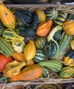 30 Mixed Gourd Seeds - Lagenaria Siceraria - Craft & Ornamental - Image 5