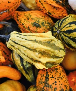 30 Mixed Gourd Seeds - Lagenaria Siceraria - Craft & Ornamental - Image 6