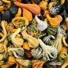 30 Mixed Gourd Seeds - Lagenaria Siceraria - Craft & Ornamental - Image 1