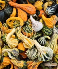 30 Mixed Gourd Seeds - Lagenaria Siceraria - Craft & Ornamental - Image 1