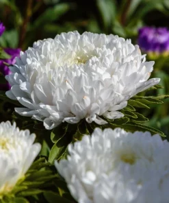 30 Mixed Peony Aster Flower Seeds - Callistephus - Red, Pink, Blue, Purple - Image 10