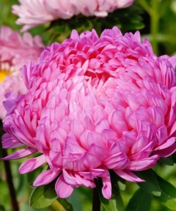 30 Mixed Peony Aster Flower Seeds - Callistephus - Red, Pink, Blue, Purple - Image 11