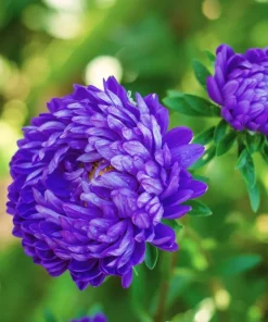 30 Mixed Peony Aster Flower Seeds - Callistephus - Red, Pink, Blue, Purple - Image 12