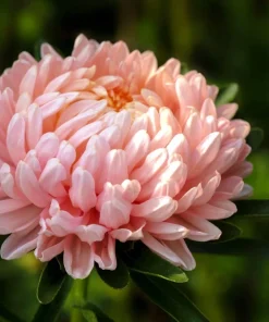 30 Mixed Peony Aster Flower Seeds - Callistephus - Red, Pink, Blue, Purple - Image 13