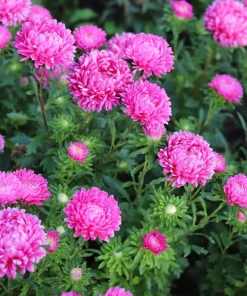 30 Mixed Peony Aster Flower Seeds - Callistephus - Red, Pink, Blue, Purple - Image 14