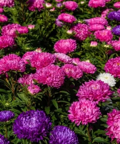 30 Mixed Peony Aster Flower Seeds - Callistephus - Red, Pink, Blue, Purple - Image 15