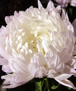 30 Mixed Peony Aster Flower Seeds - Callistephus - Red, Pink, Blue, Purple - Image 17