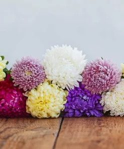 30 Mixed Peony Aster Flower Seeds - Callistephus - Red, Pink, Blue, Purple - Image 18