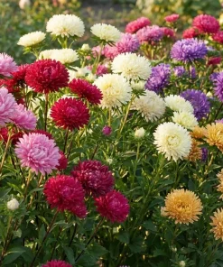 30 Mixed Peony Aster Flower Seeds - Callistephus - Red, Pink, Blue, Purple - Image 2