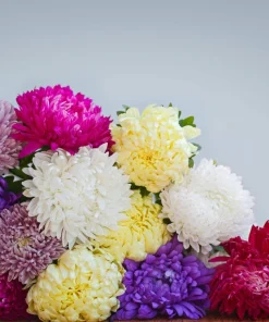 30 Mixed Peony Aster Flower Seeds - Callistephus - Red, Pink, Blue, Purple - Image 3