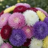 30 Mixed Peony Aster Flower Seeds - Callistephus - Red, Pink, Blue, Purple - Image 1