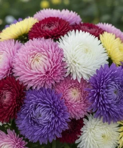 30 Mixed Peony Aster Flower Seeds - Callistephus - Red, Pink, Blue, Purple - Image 1