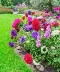 30 Mixed Peony Aster Flower Seeds - Callistephus - Red, Pink, Blue, Purple - Image 4