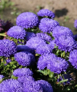 30 Mixed Peony Aster Flower Seeds - Callistephus - Red, Pink, Blue, Purple - Image 5