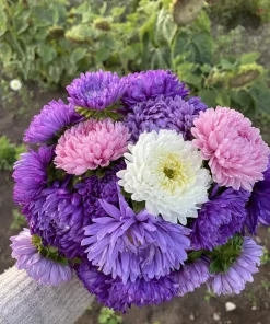 30 Mixed Peony Aster Flower Seeds - Callistephus - Red, Pink, Blue, Purple - Image 6