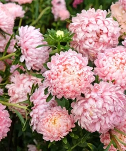 30 Mixed Peony Aster Flower Seeds - Callistephus - Red, Pink, Blue, Purple - Image 8