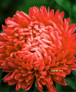 30 Mixed Peony Aster Flower Seeds - Callistephus - Red, Pink, Blue, Purple - Image 9