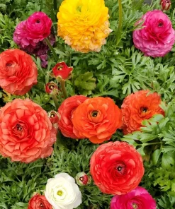 30 Mixed Ranunculus Seeds - Colorful Double Bloom Buttercups Perennial - Image 2
