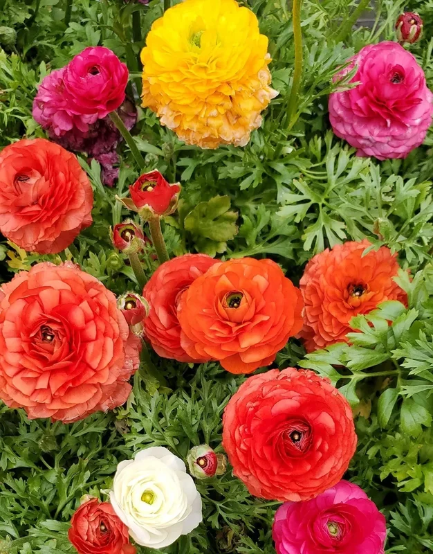 30 Mixed Ranunculus Seeds - Colorful Double Bloom Buttercups Perennial - Image 2