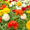 30 Mixed Ranunculus Seeds - Colorful Double Bloom Buttercups Perennial - Image 1