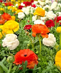 30 Mixed Ranunculus Seeds - Colorful Double Bloom Buttercups Perennial - Image 1