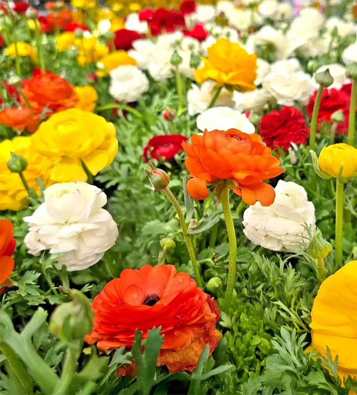 30 Mixed Ranunculus Seeds - Colorful Double Bloom Buttercups Perennial - Image 1