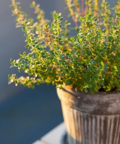 30 Orange Thyme Seeds - Orangelo Thymus Vulgaris Fragrant Culinary Herb - Image 10