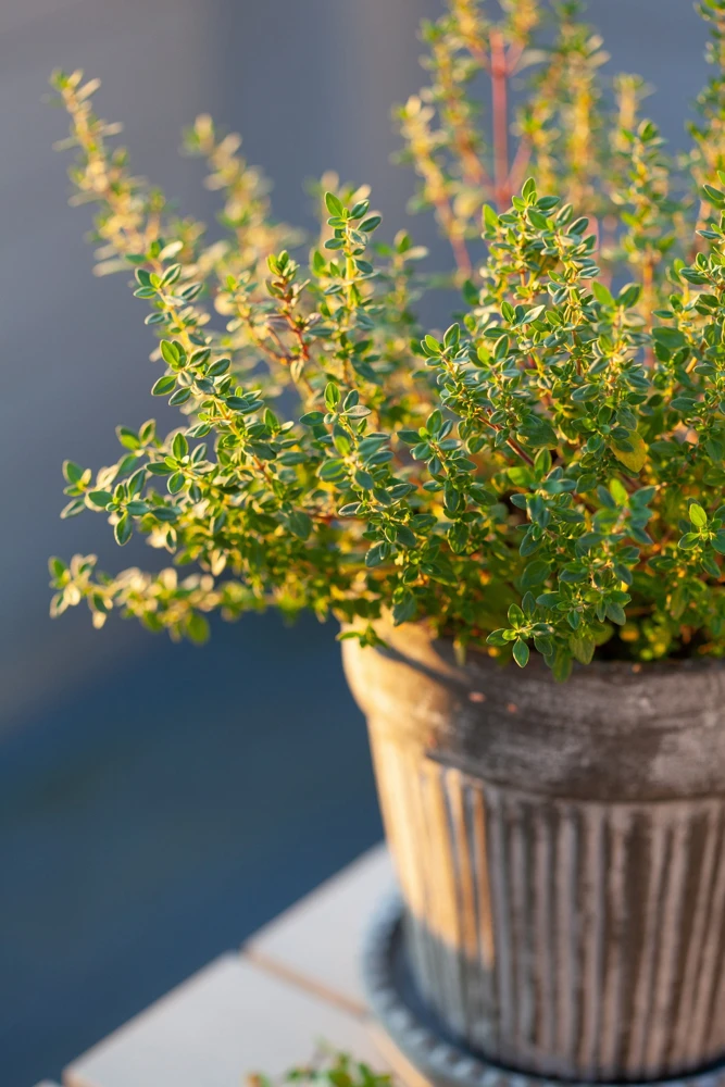 30 Orange Thyme Seeds - Orangelo Thymus Vulgaris Fragrant Culinary Herb - Image 10