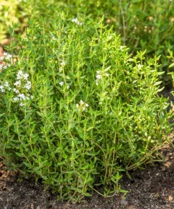 30 Orange Thyme Seeds - Orangelo Thymus Vulgaris Fragrant Culinary Herb - Image 2