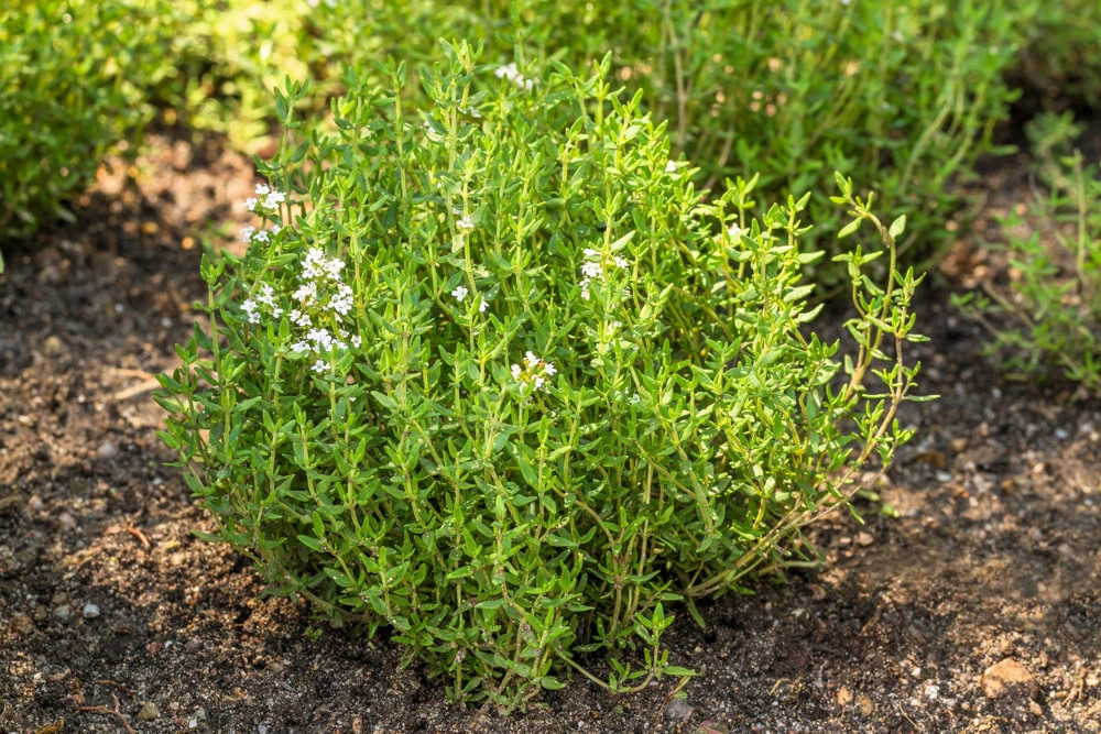 30 Orange Thyme Seeds - Orangelo Thymus Vulgaris Fragrant Culinary Herb - Image 2