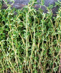 30 Orange Thyme Seeds - Orangelo Thymus Vulgaris Fragrant Culinary Herb - Image 3