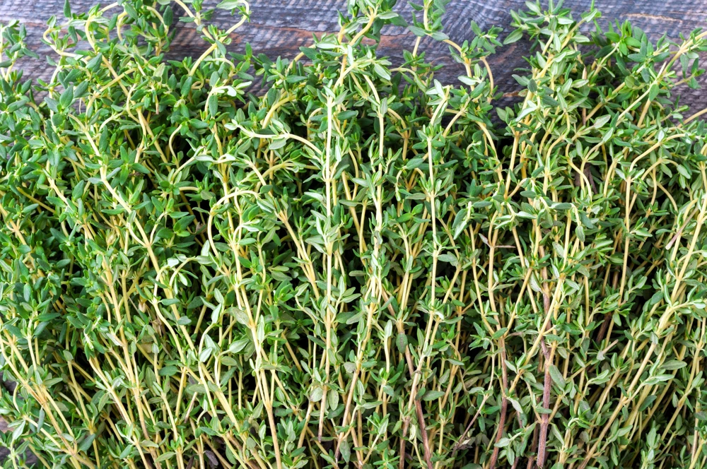 30 Orange Thyme Seeds - Orangelo Thymus Vulgaris Fragrant Culinary Herb - Image 3